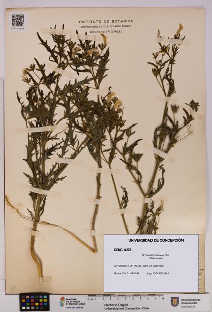 Schizanthus lacteus [Espécimen: UDEC:CONC:0014278]