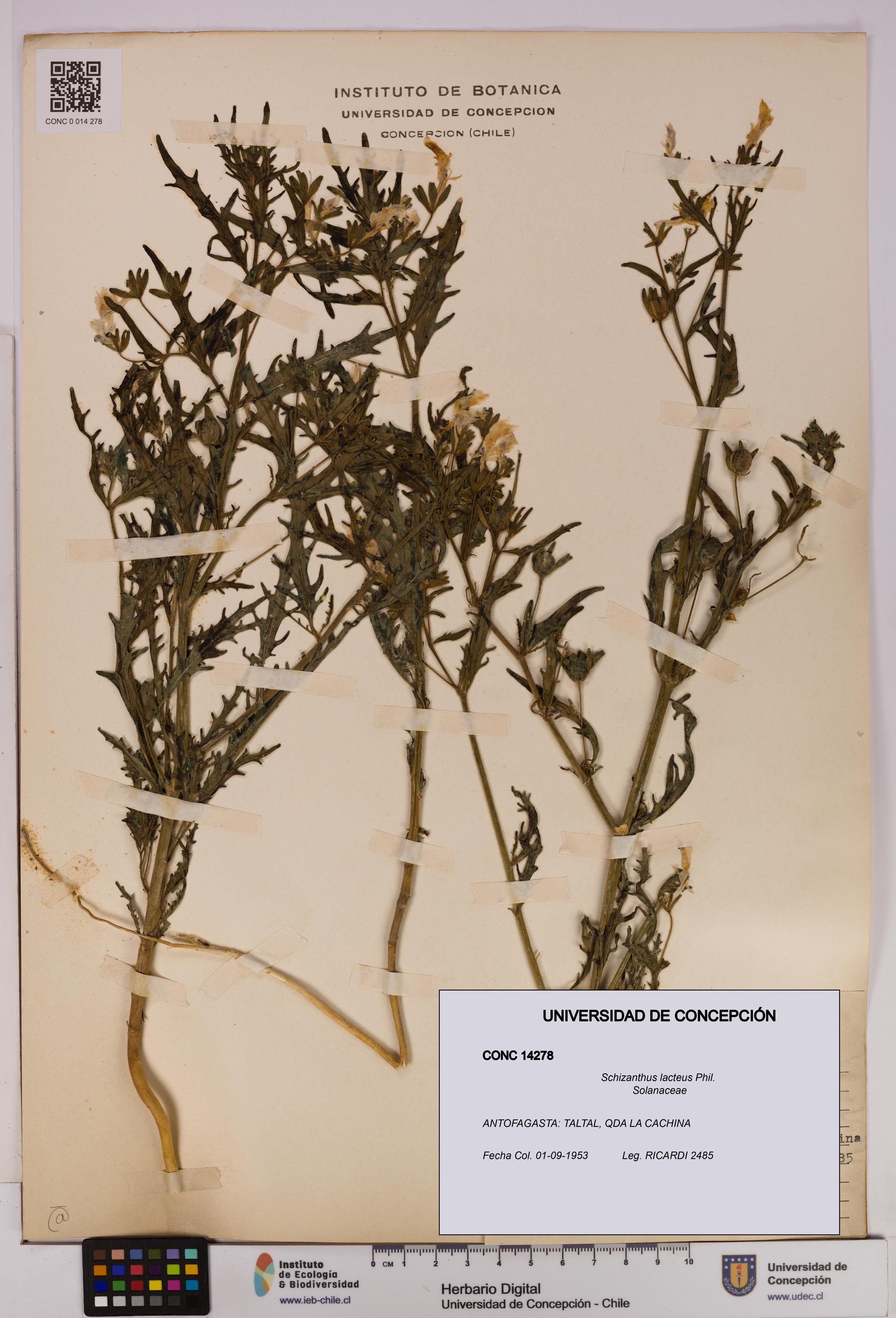 Schizanthus lacteus [Espécimen: UDEC:CONC:0014278]