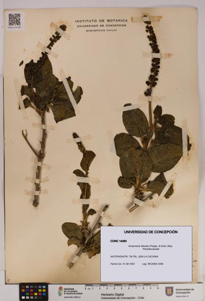 Anisomeria littoralis [Espécimen: UDEC:CONC:0014283]