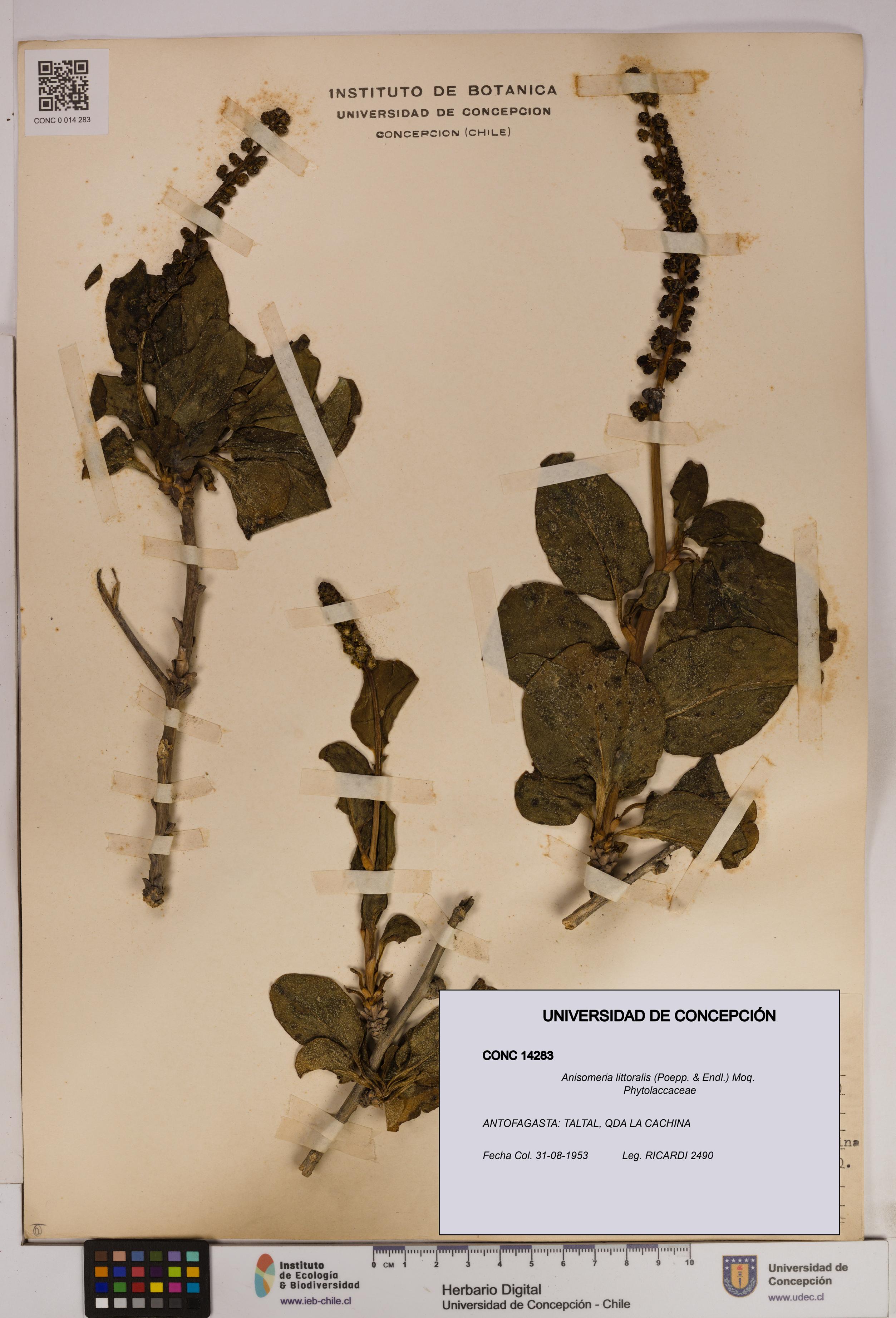 Anisomeria littoralis [Espécimen: UDEC:CONC:0014283]