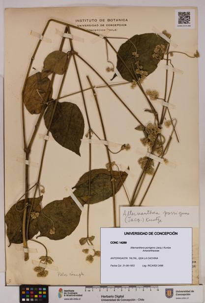 Alternanthera porrigens [Espécimen: UDEC:CONC:0014289]