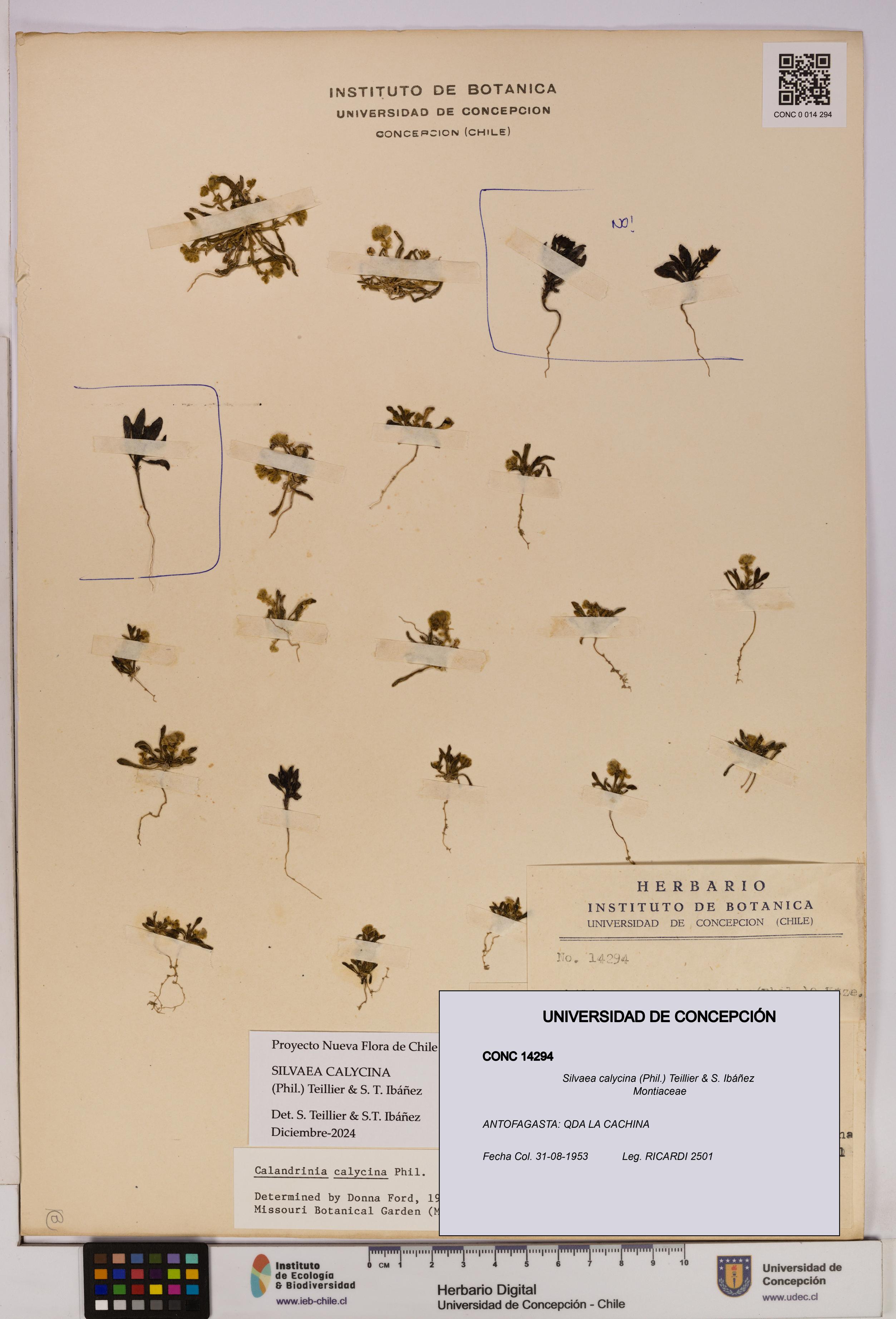 Silvaea calycina [Espécimen: UDEC:CONC:0014294]