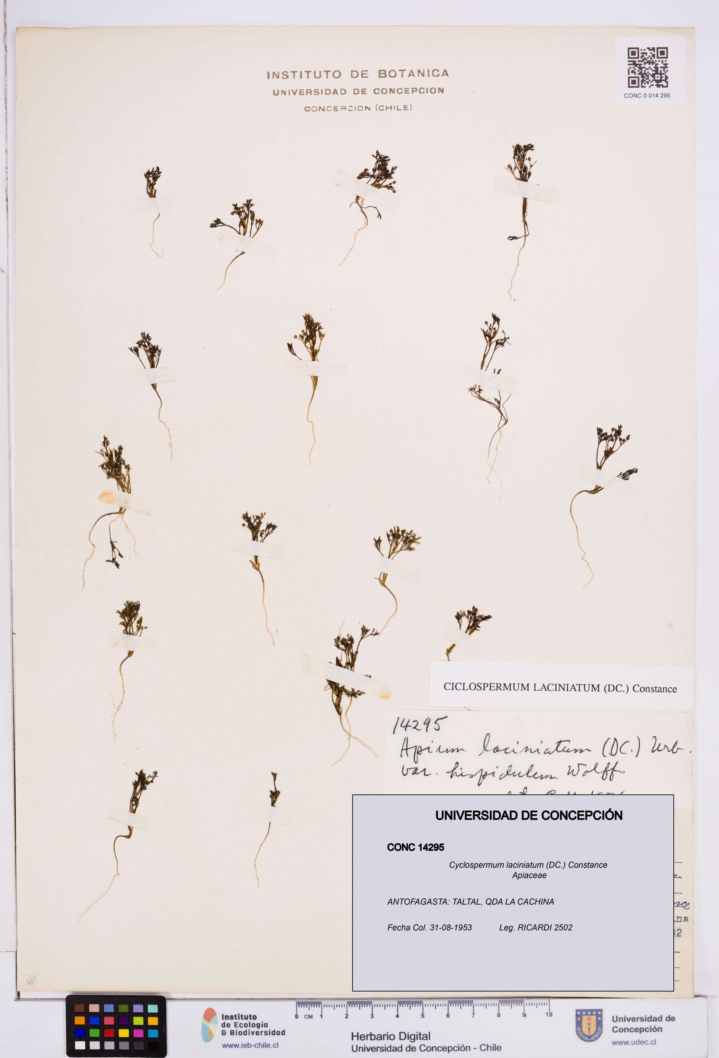 Cyclospermum laciniatum [Espécimen: ]