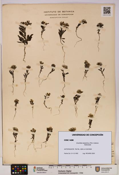 Erechtites leptanthus [Espécimen: ]