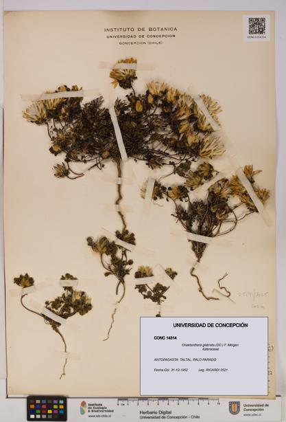 Chaetanthera glabrata [Espécimen: UDEC:CONC:0014314]