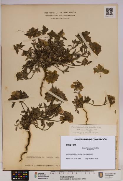 Cruckshanksia pumila [Espécimen: UDEC:CONC:0014317]