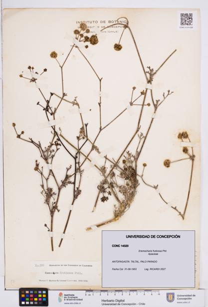 Eremocharis fruticosa [Espécimen: ]