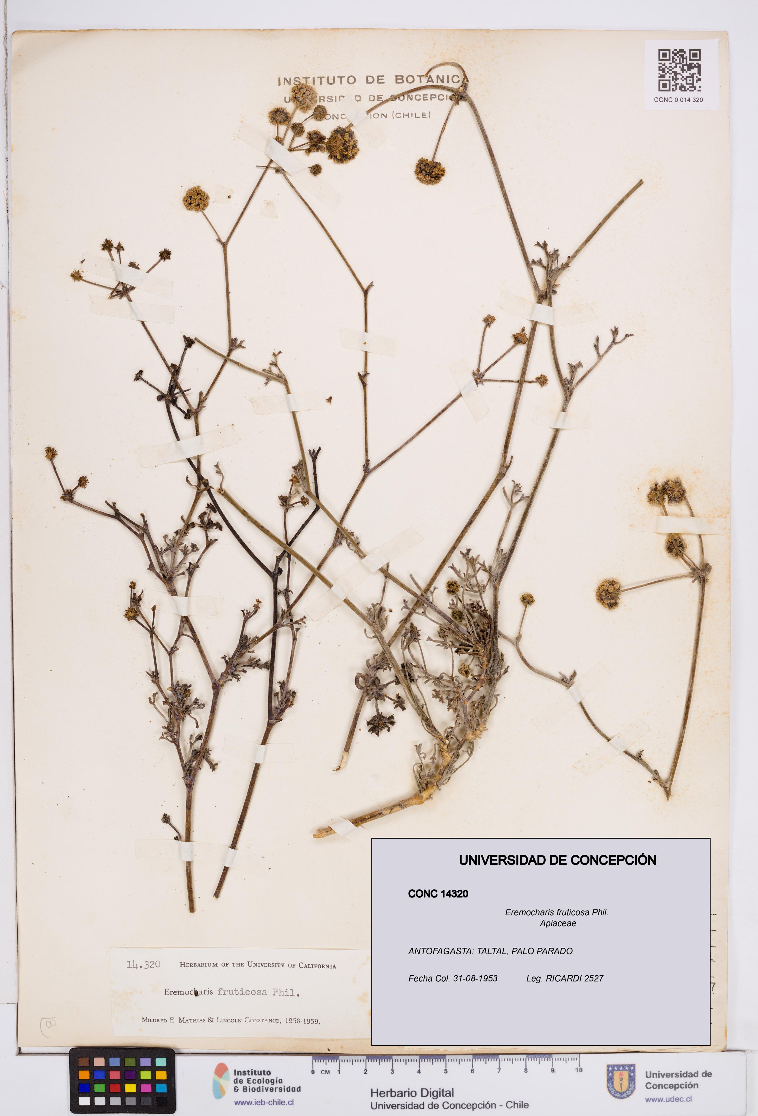 Eremocharis fruticosa [Espécimen: ]