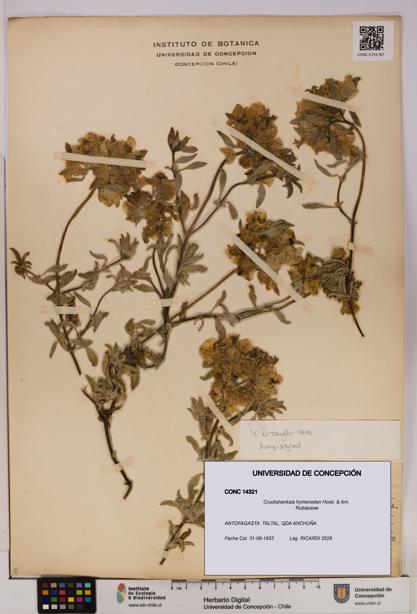 Cruckshanksia hymenodon [Espécimen: UDEC:CONC:0014321]