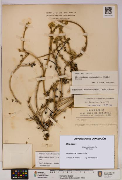 Silvaea pachyphylla [Espécimen: UDEC:CONC:0014322]