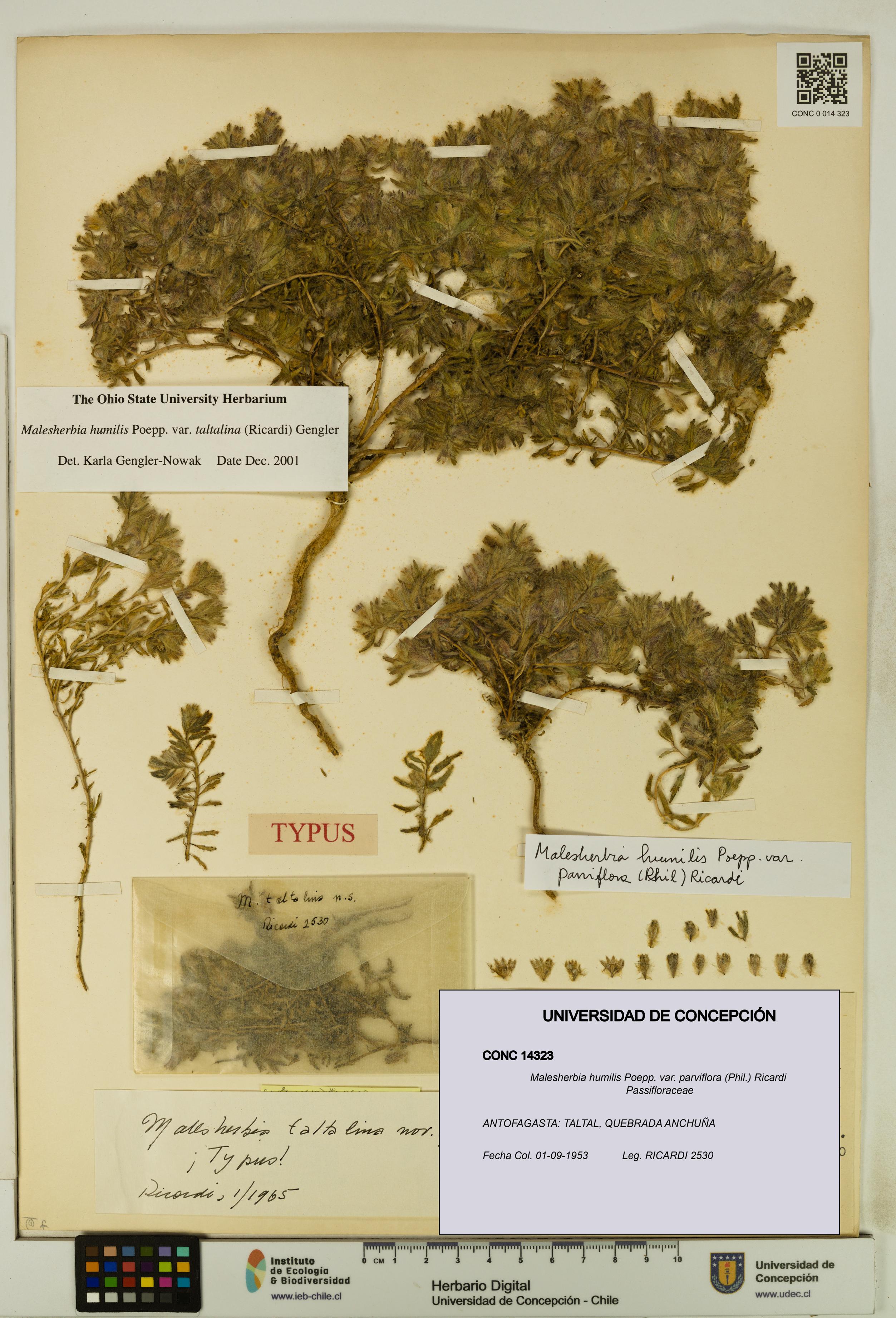 Malesherbia humilis [Espécimen: UDEC:CONC:0014323]