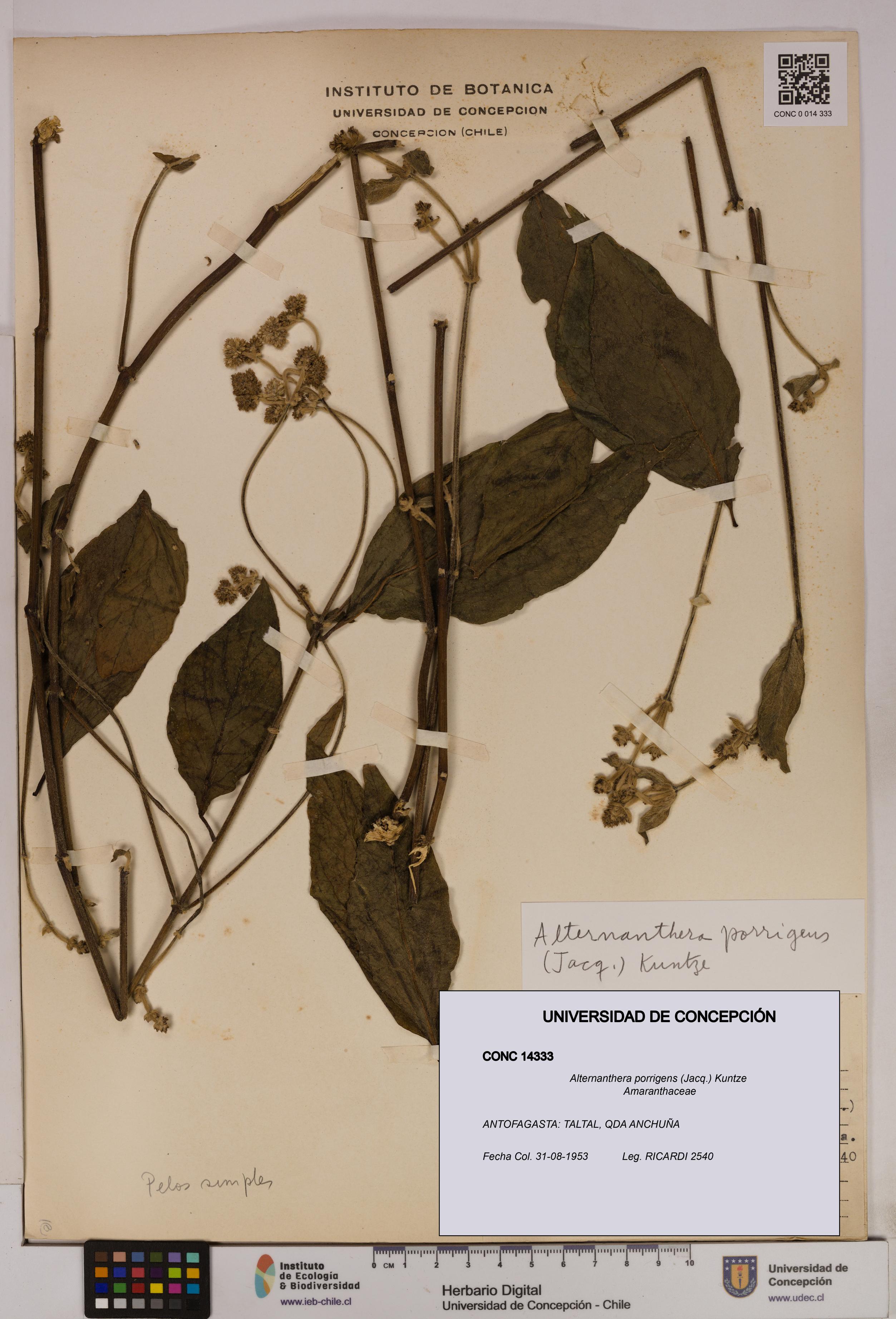 Alternanthera porrigens [Espécimen: UDEC:CONC:0014333]