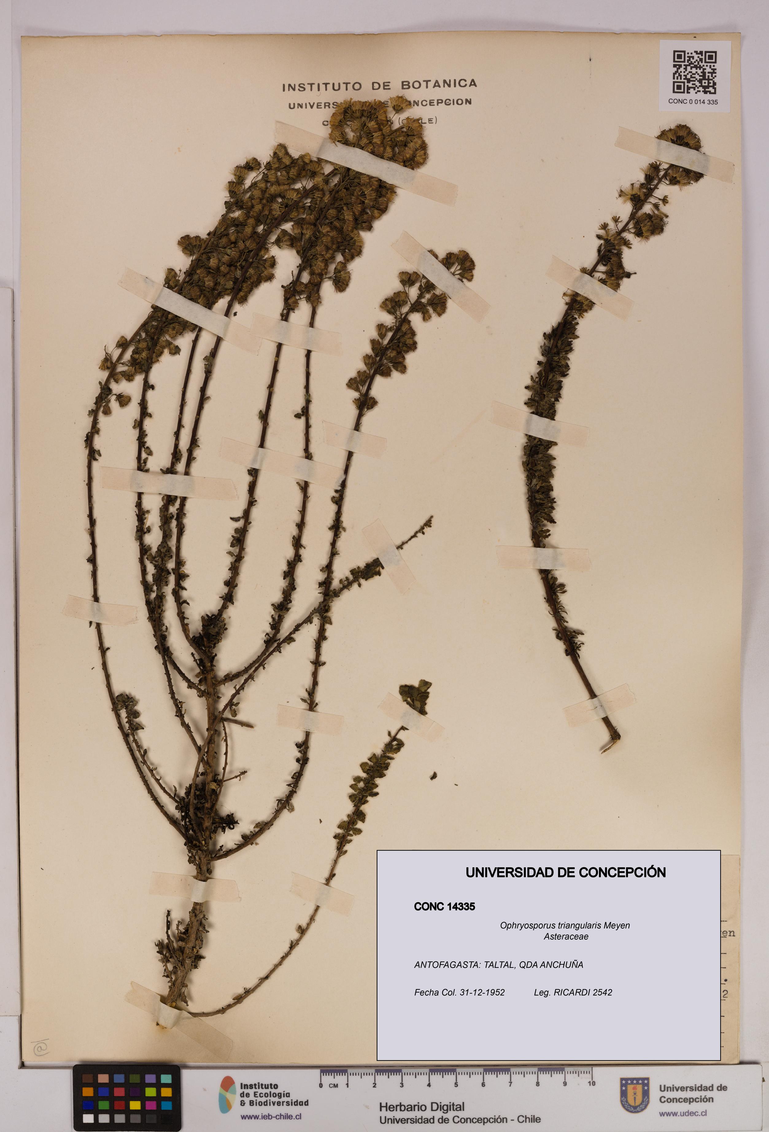 Ophryosporus triangularis [Espécimen: UDEC:CONC:0014335]