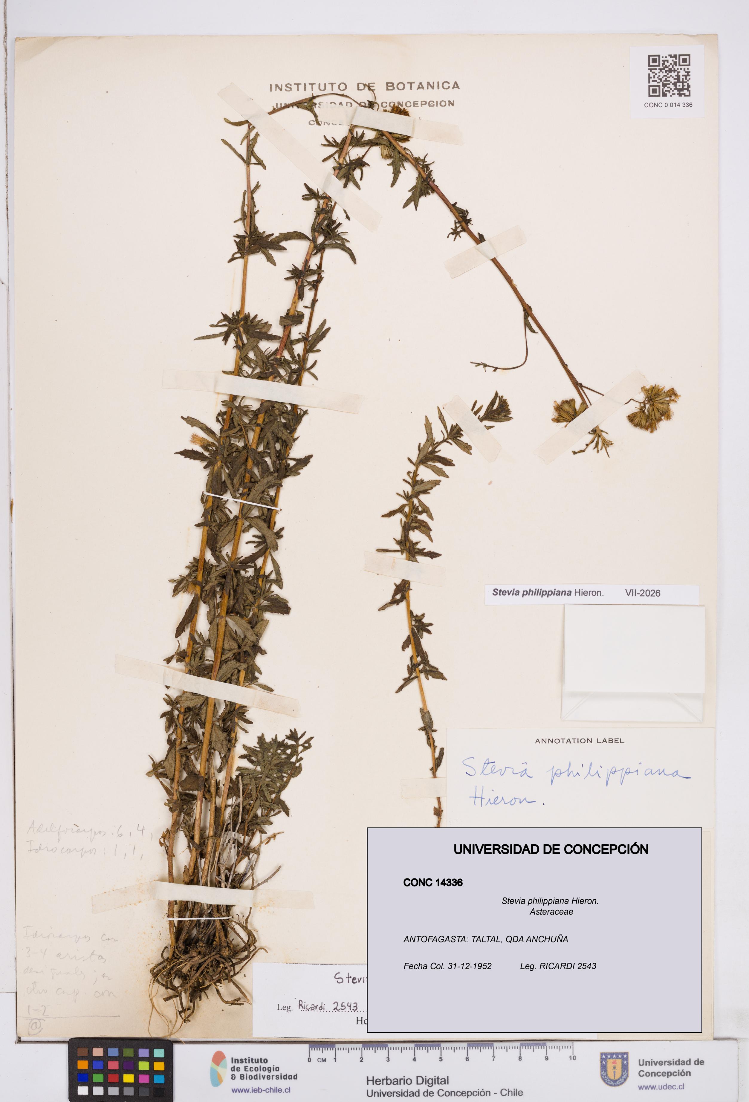 Stevia philippiana [Espécimen: ]
