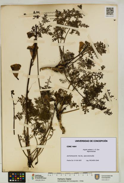 Argylia radiata [Espécimen: UDEC:CONC:0014341]