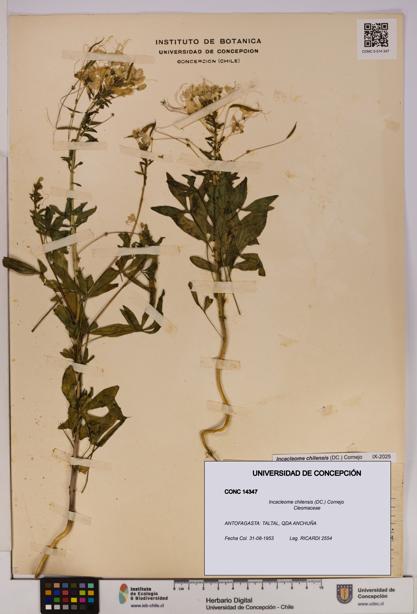 Incacleome chilensis [Espécimen: UDEC:CONC:0014347]
