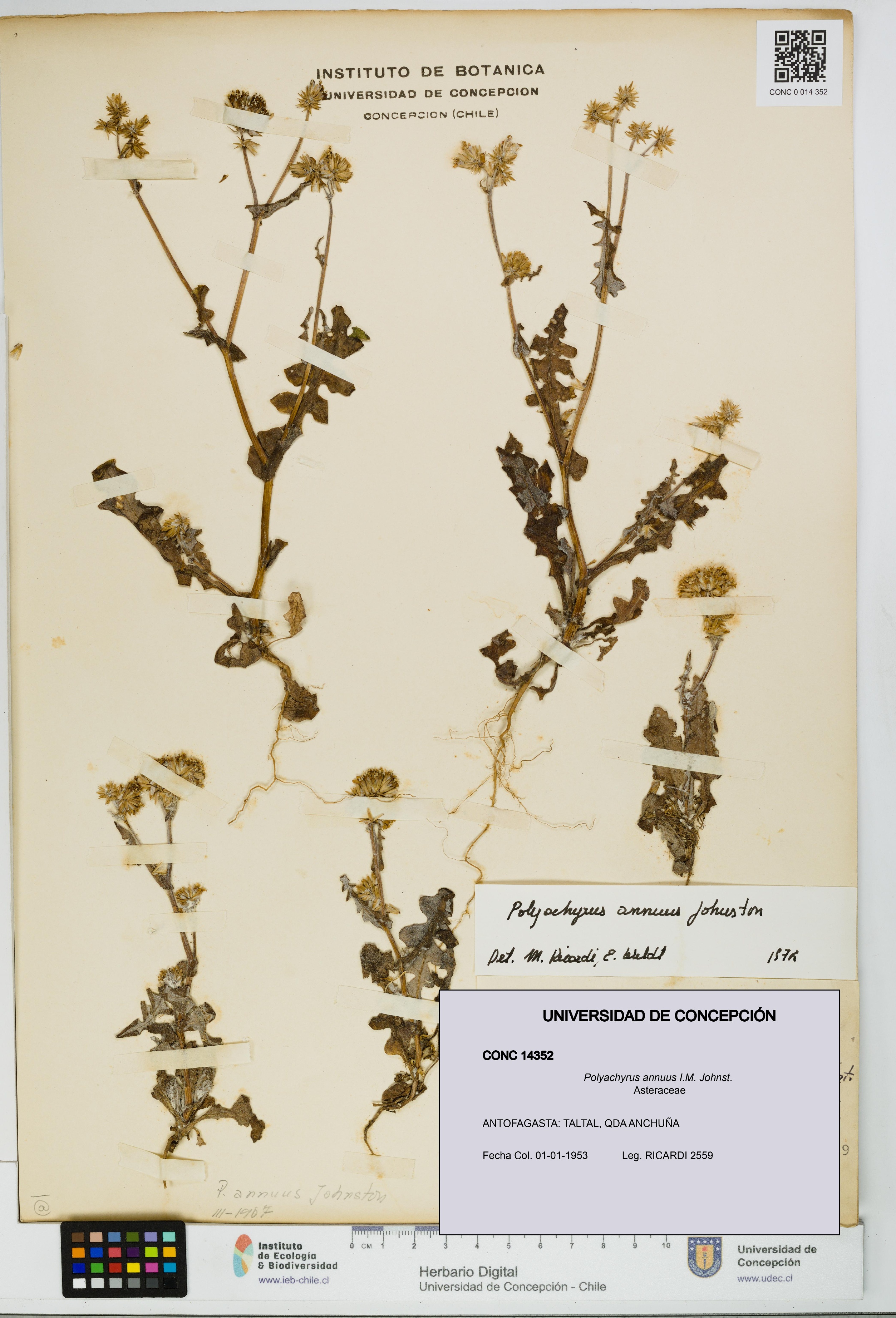 Polyachyrus annuus [Espécimen: UDEC:CONC:0014352]