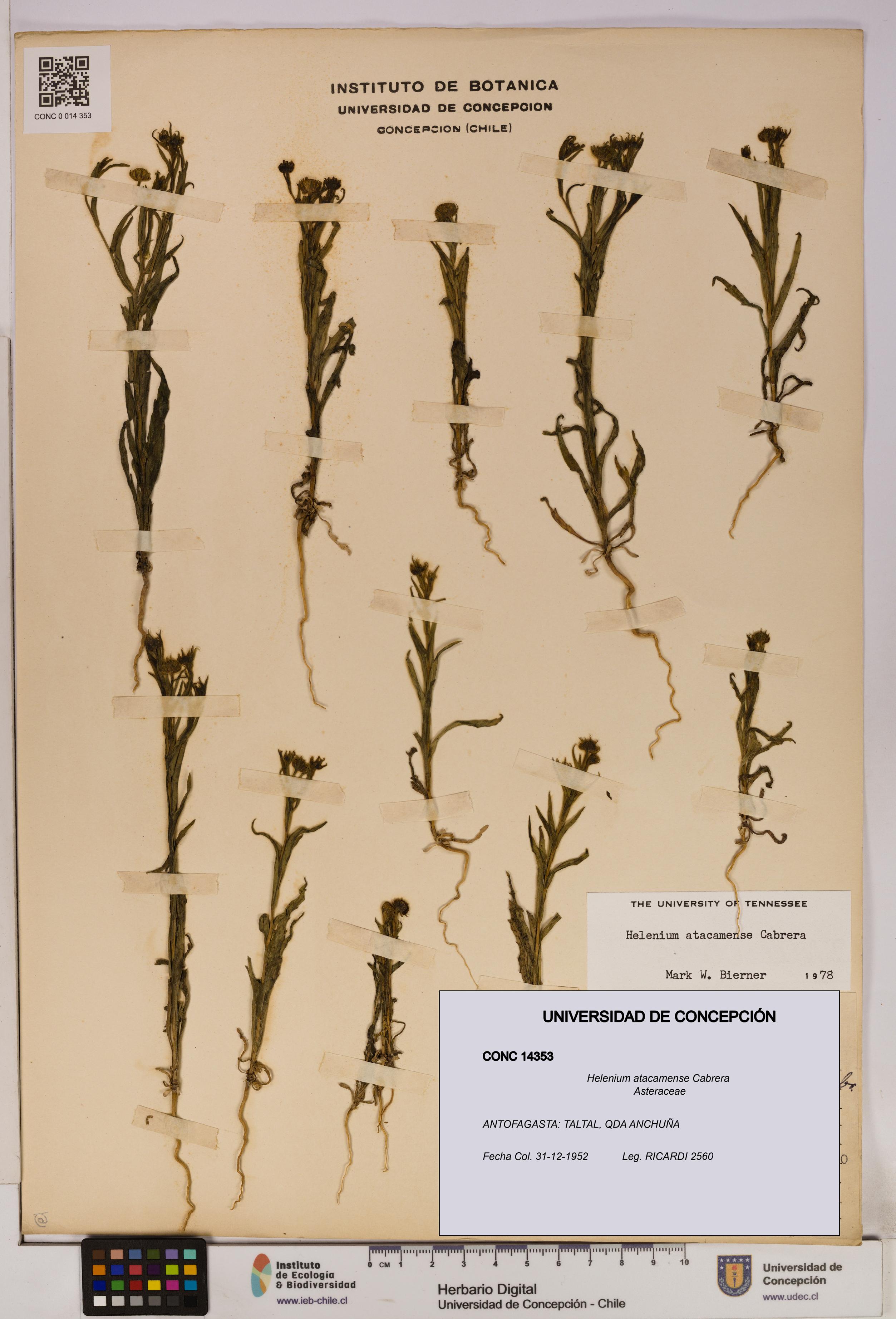 Helenium atacamense [Espécimen: UDEC:CONC:0014353]
