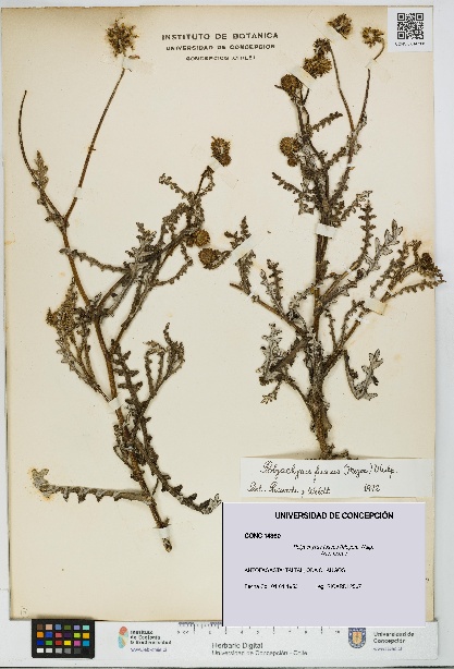 Polyachyrus fuscus [Espécimen: UDEC:CONC:0014360]