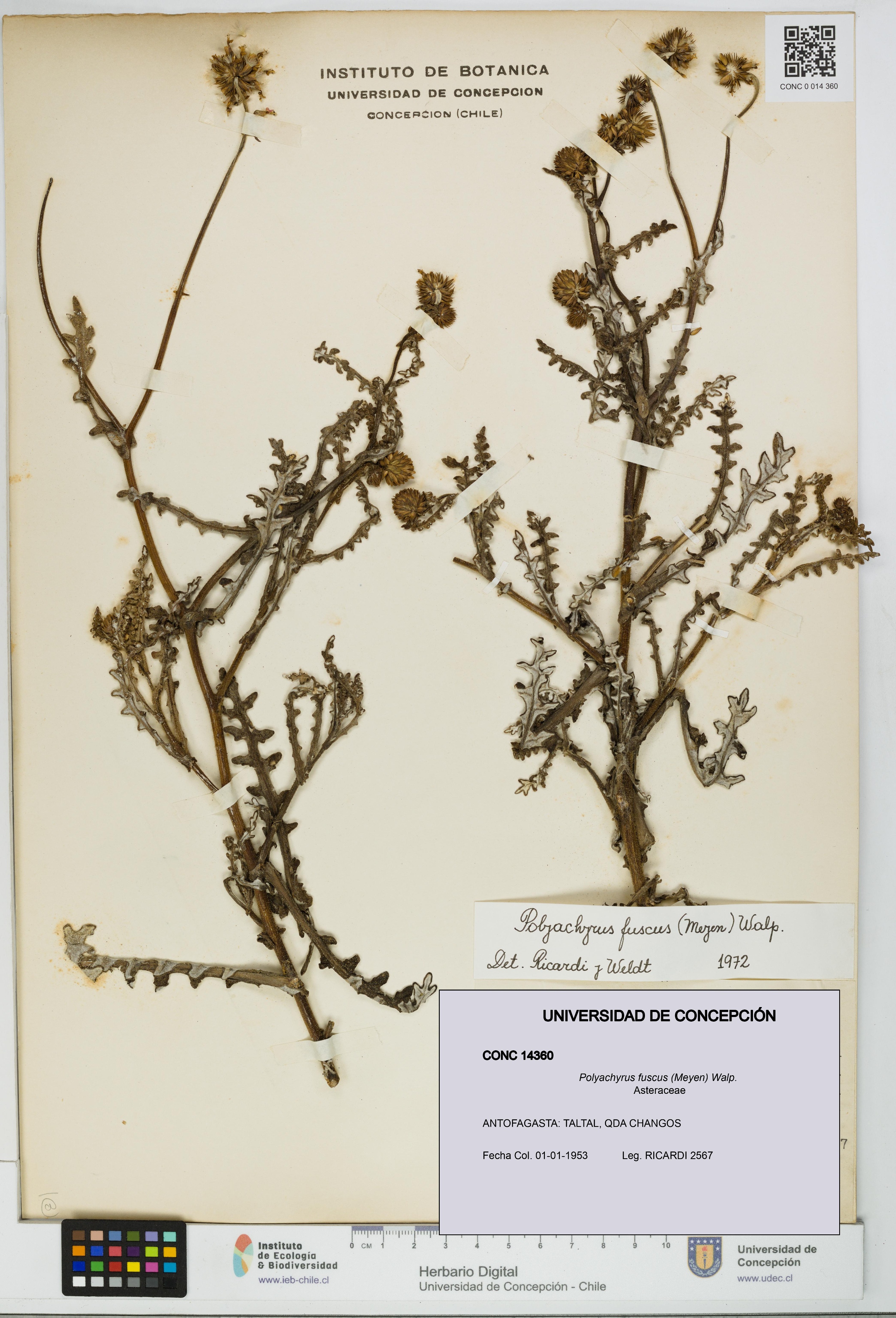 Polyachyrus fuscus [Espécimen: UDEC:CONC:0014360]