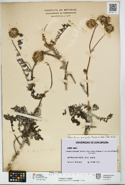 Polyachyrus poeppigii [Espécimen: UDEC:CONC:0014361]
