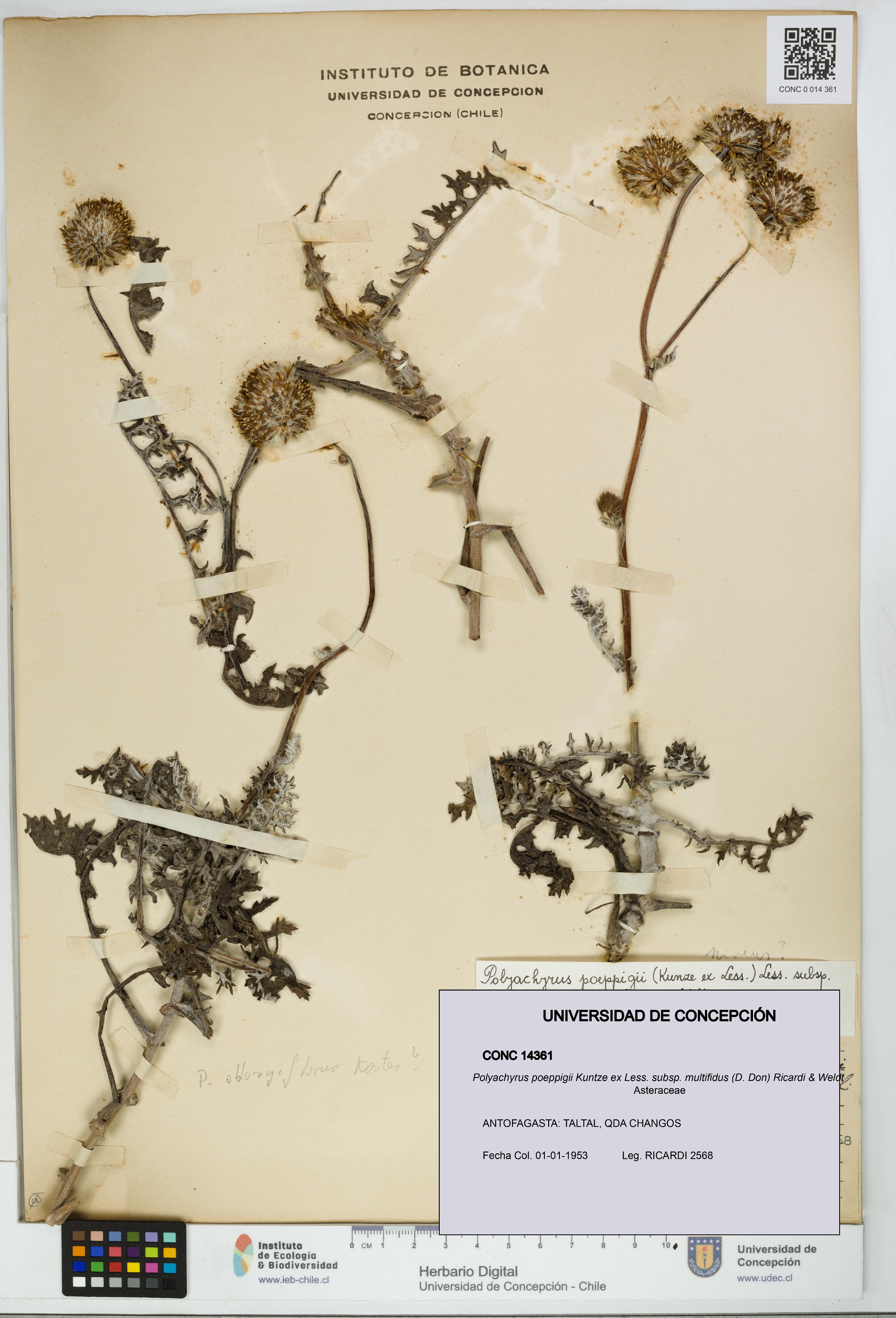 Polyachyrus poeppigii [Espécimen: UDEC:CONC:0014361]