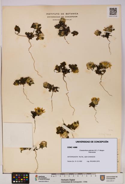 Chaetanthera glabrata [Espécimen: UDEC:CONC:0014369]