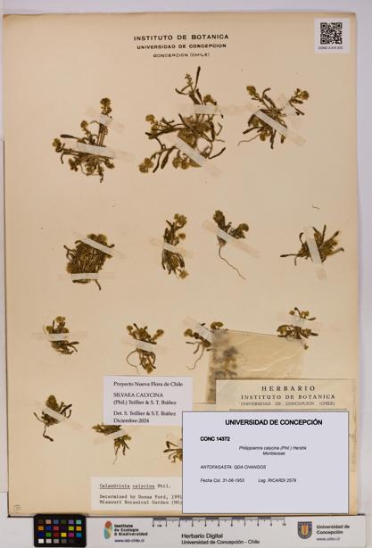 Philippiamra calycina [Espécimen: ]