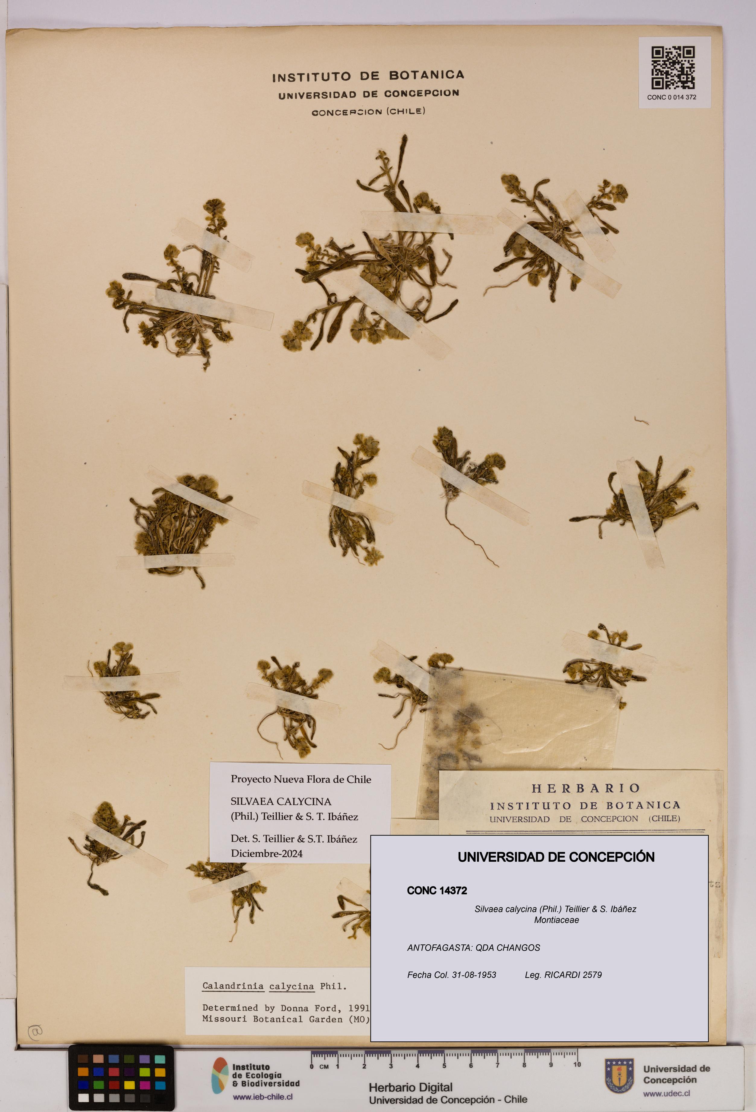 Silvaea calycina [Espécimen: UDEC:CONC:0014372]