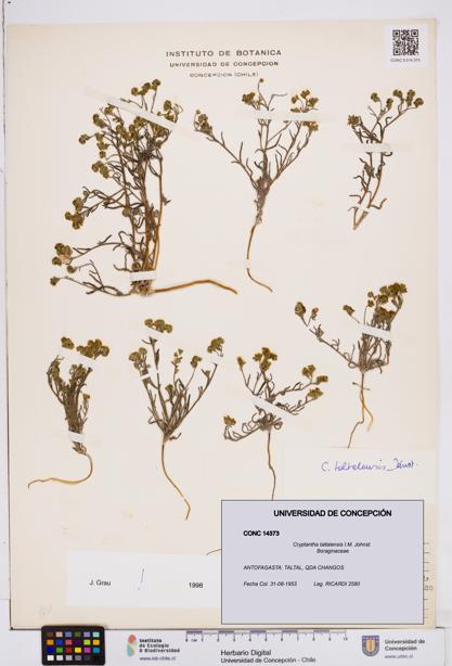 Cryptantha taltalensis [Espécimen: ]