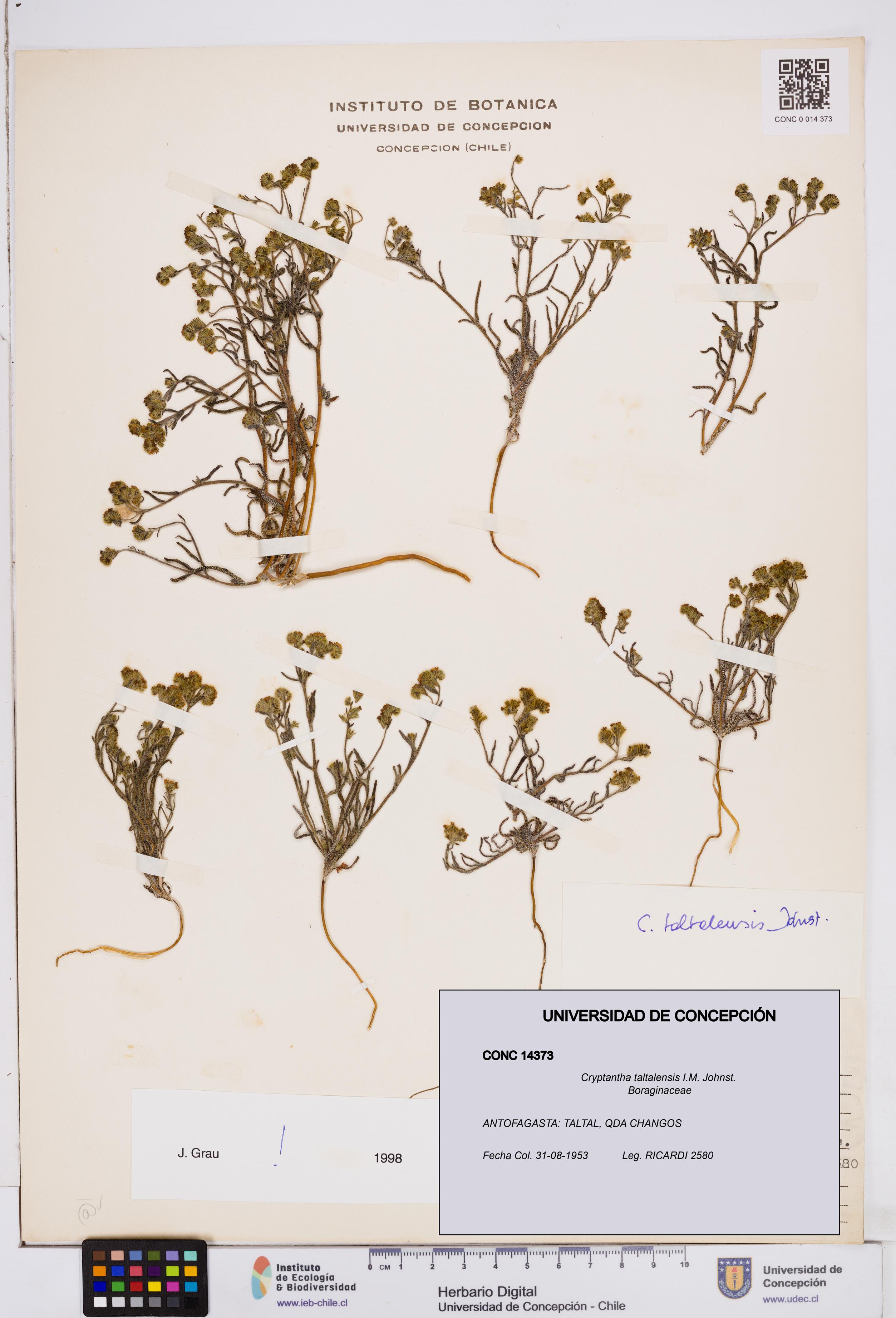 Cryptantha taltalensis [Espécimen: ]