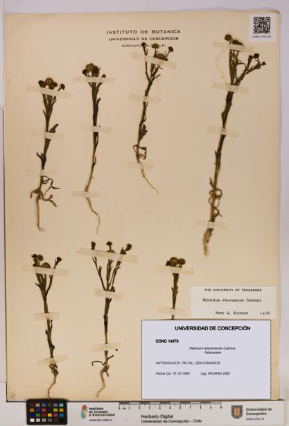 Helenium atacamense [Espécimen: UDEC:CONC:0014375]
