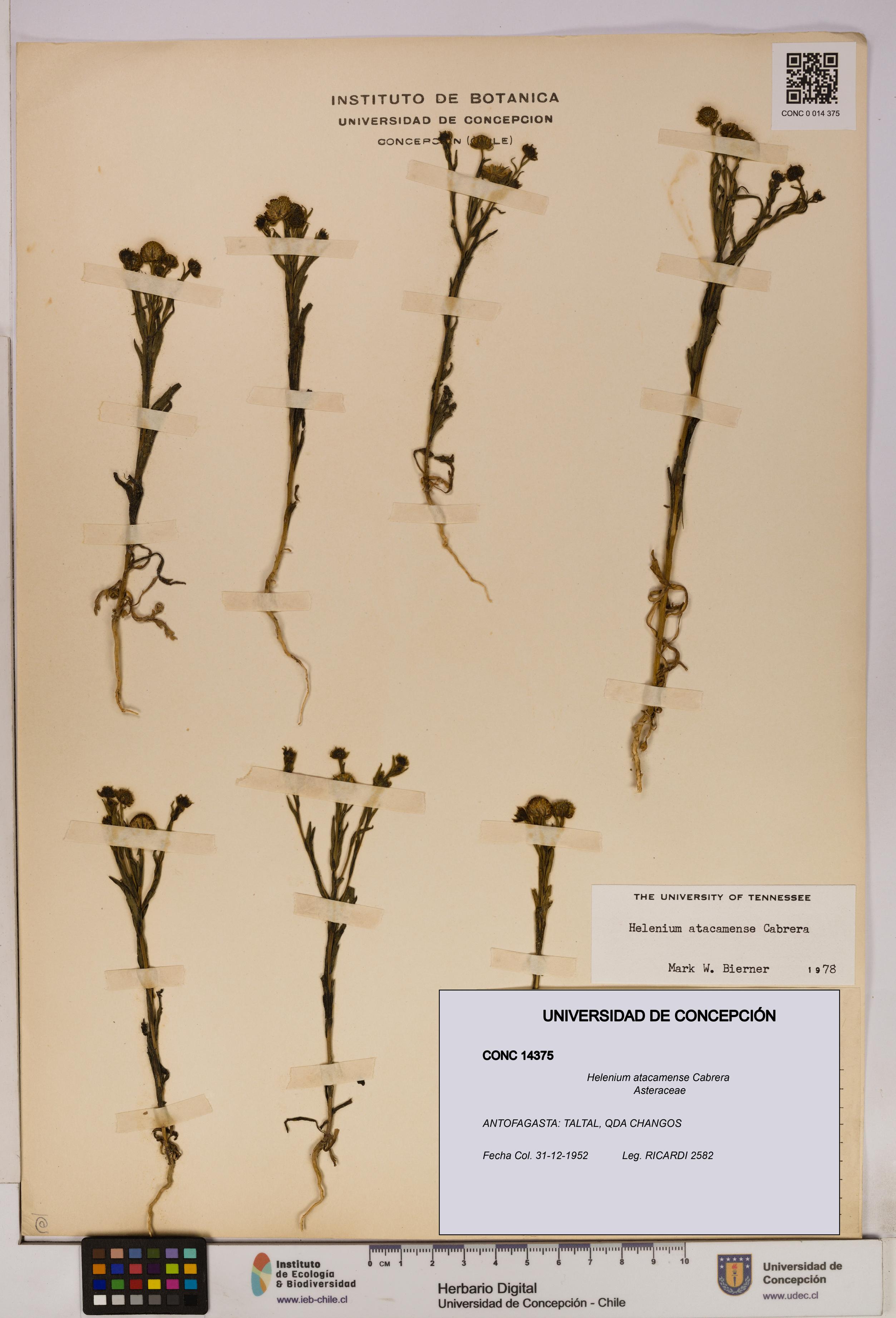 Helenium atacamense [Espécimen: UDEC:CONC:0014375]