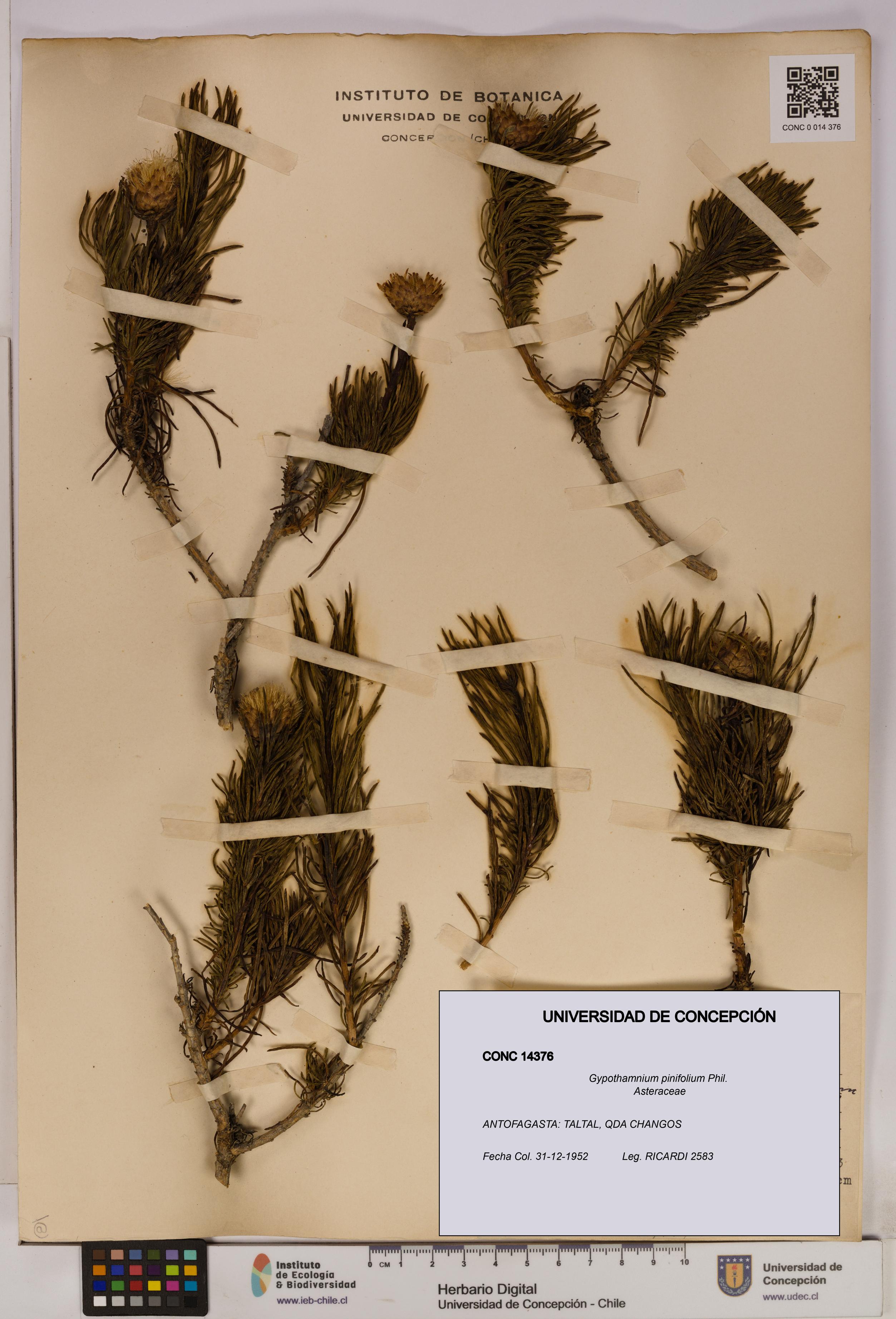 Gypothamnium pinifolium [Espécimen: UDEC:CONC:0014376]