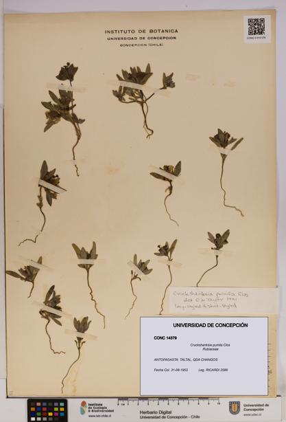 Cruckshanksia pumila [Espécimen: UDEC:CONC:0014379]