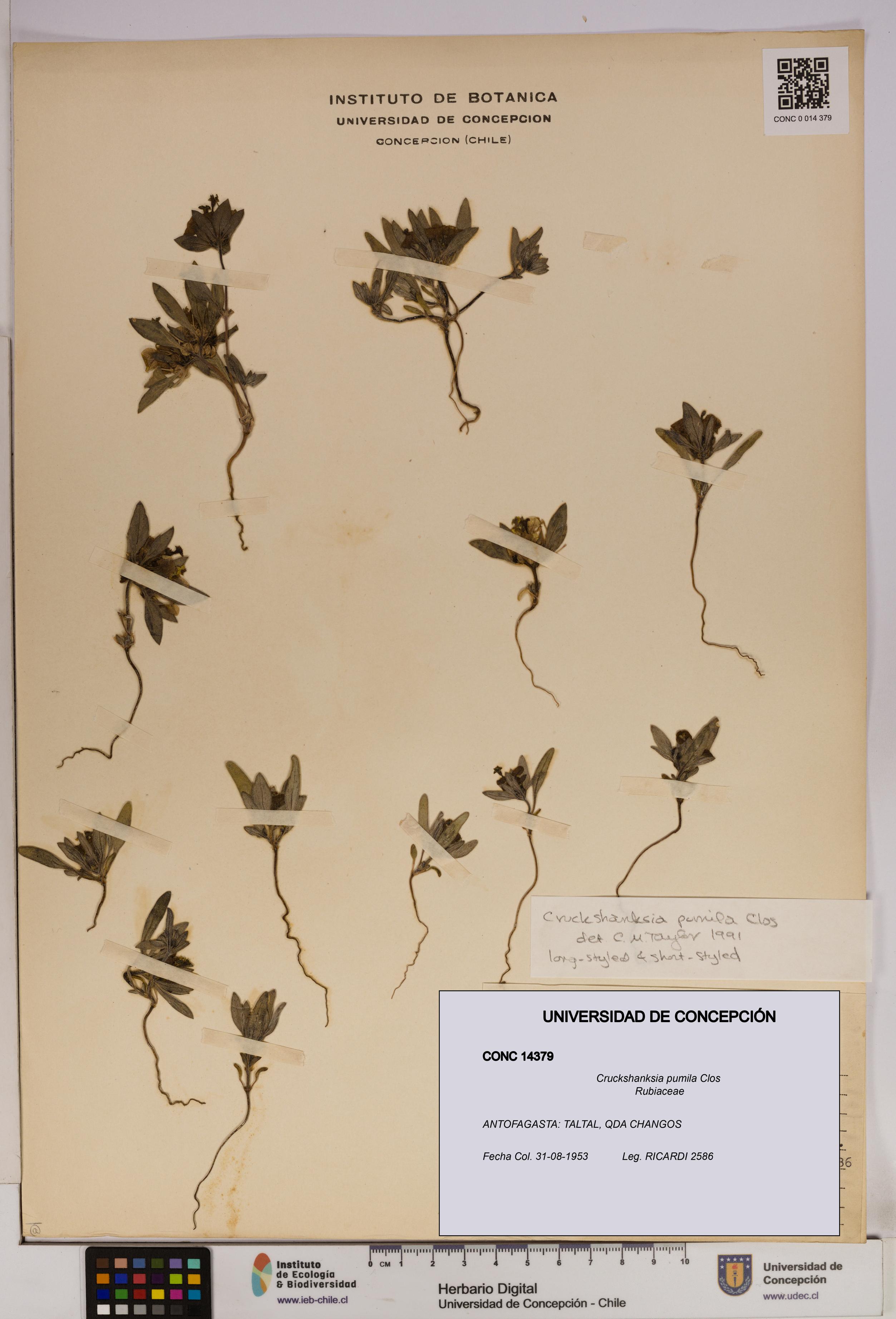 Cruckshanksia pumila [Espécimen: UDEC:CONC:0014379]