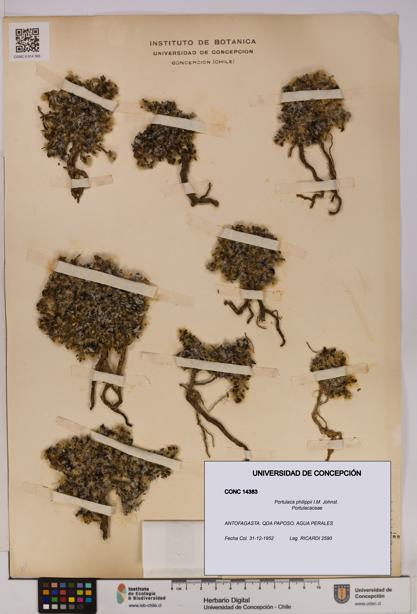 Portulaca philippii [Espécimen: UDEC:CONC:0014383]