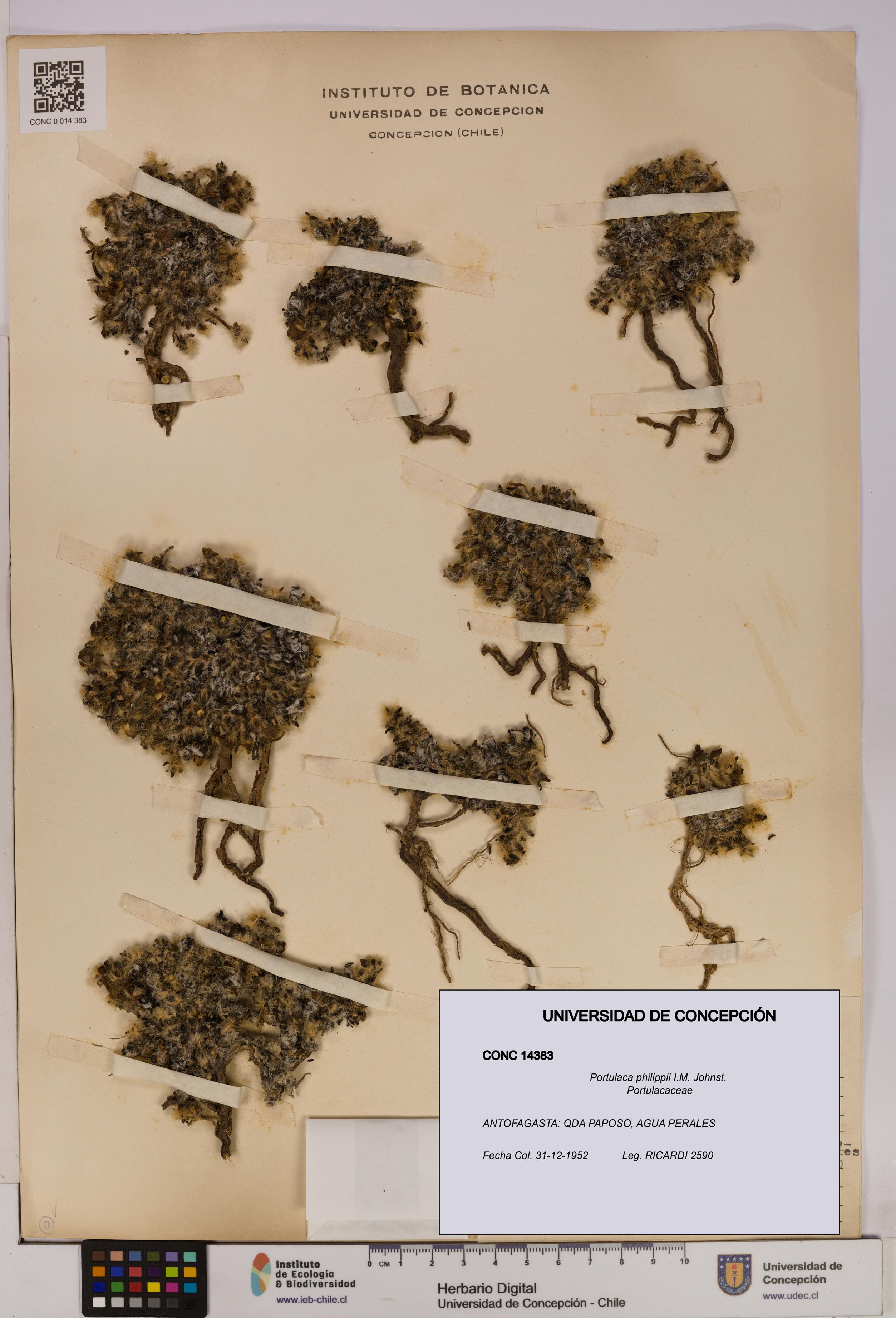 Portulaca philippii [Espécimen: UDEC:CONC:0014383]