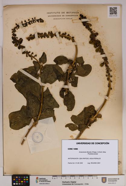 Anisomeria littoralis [Espécimen: UDEC:CONC:0014384]