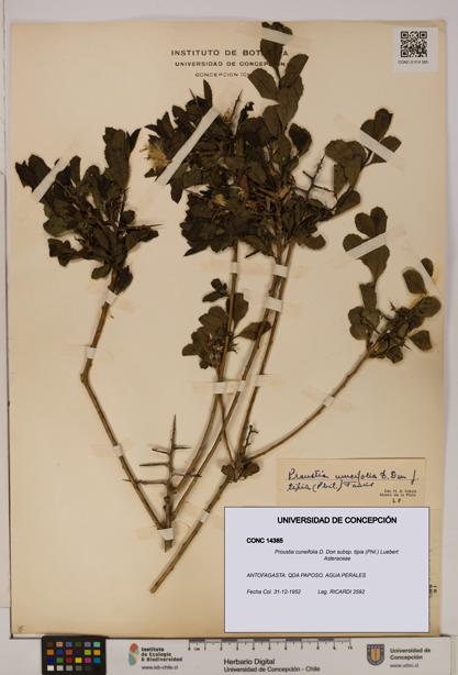 Proustia cuneifolia [Espécimen: UDEC:CONC:0014385]