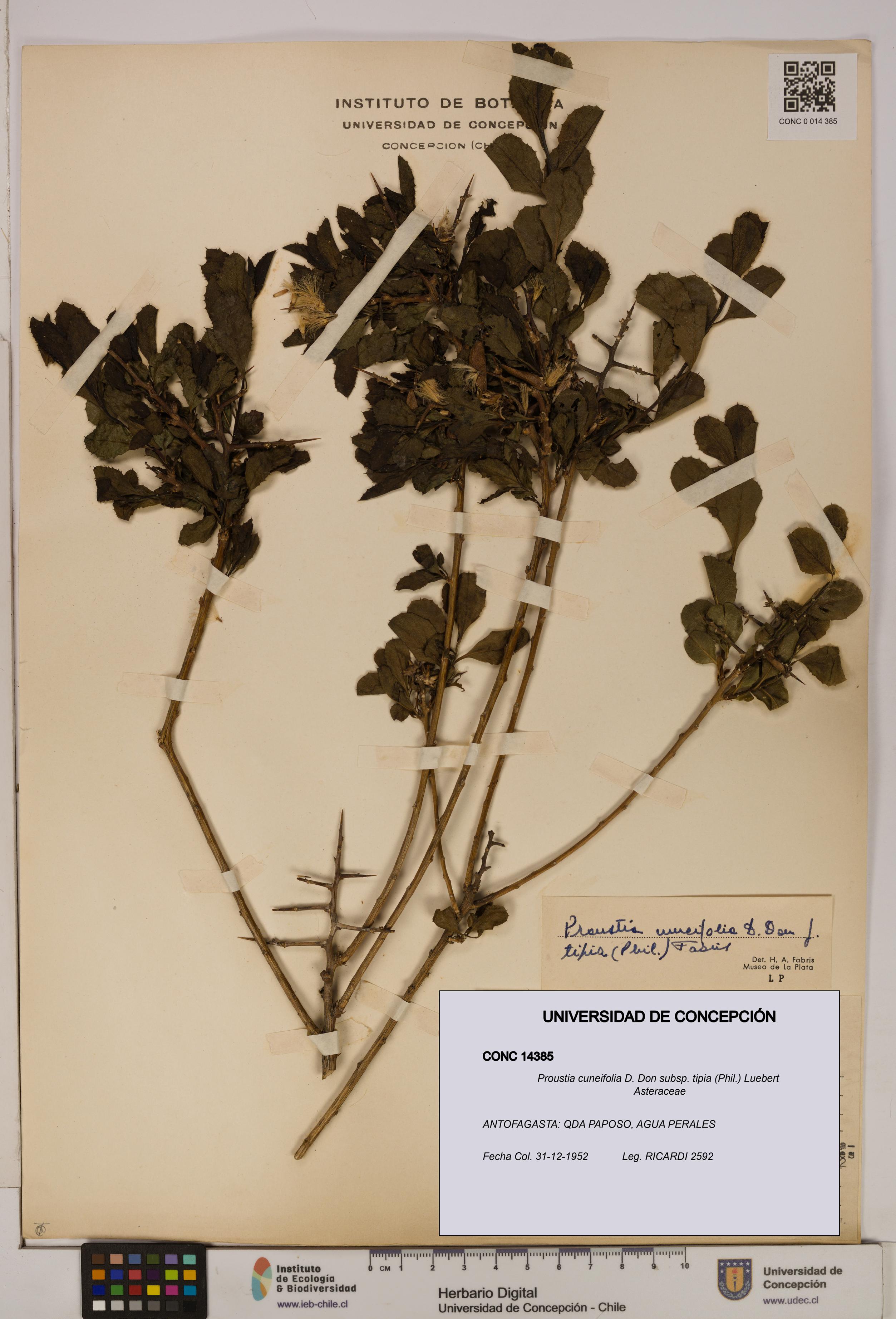 Proustia cuneifolia [Espécimen: UDEC:CONC:0014385]