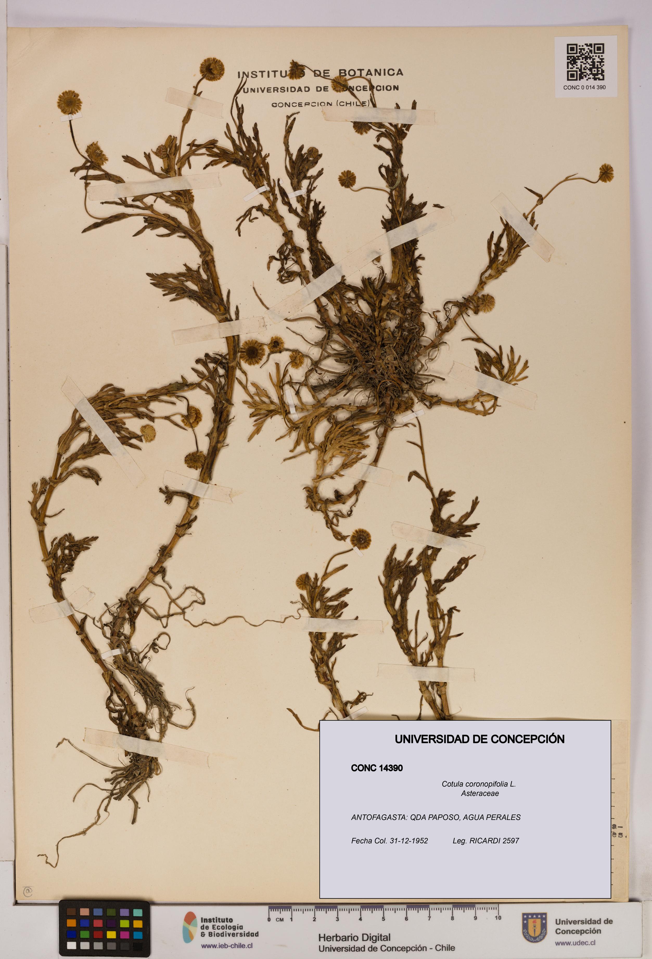 Cotula coronopifolia [Espécimen: UDEC:CONC:0014390]