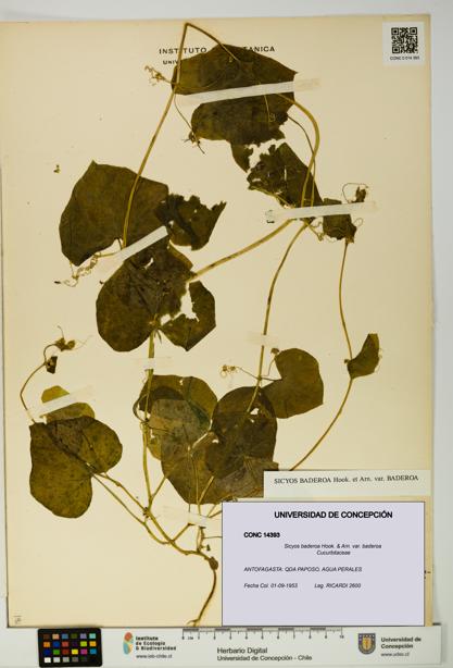 Sicyos baderoa var. baderoa [Espécimen: UDEC:CONC:0014393]