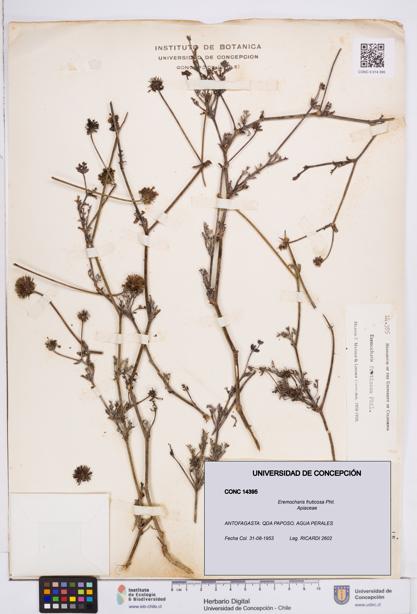 Eremocharis fruticosa [Espécimen: ]