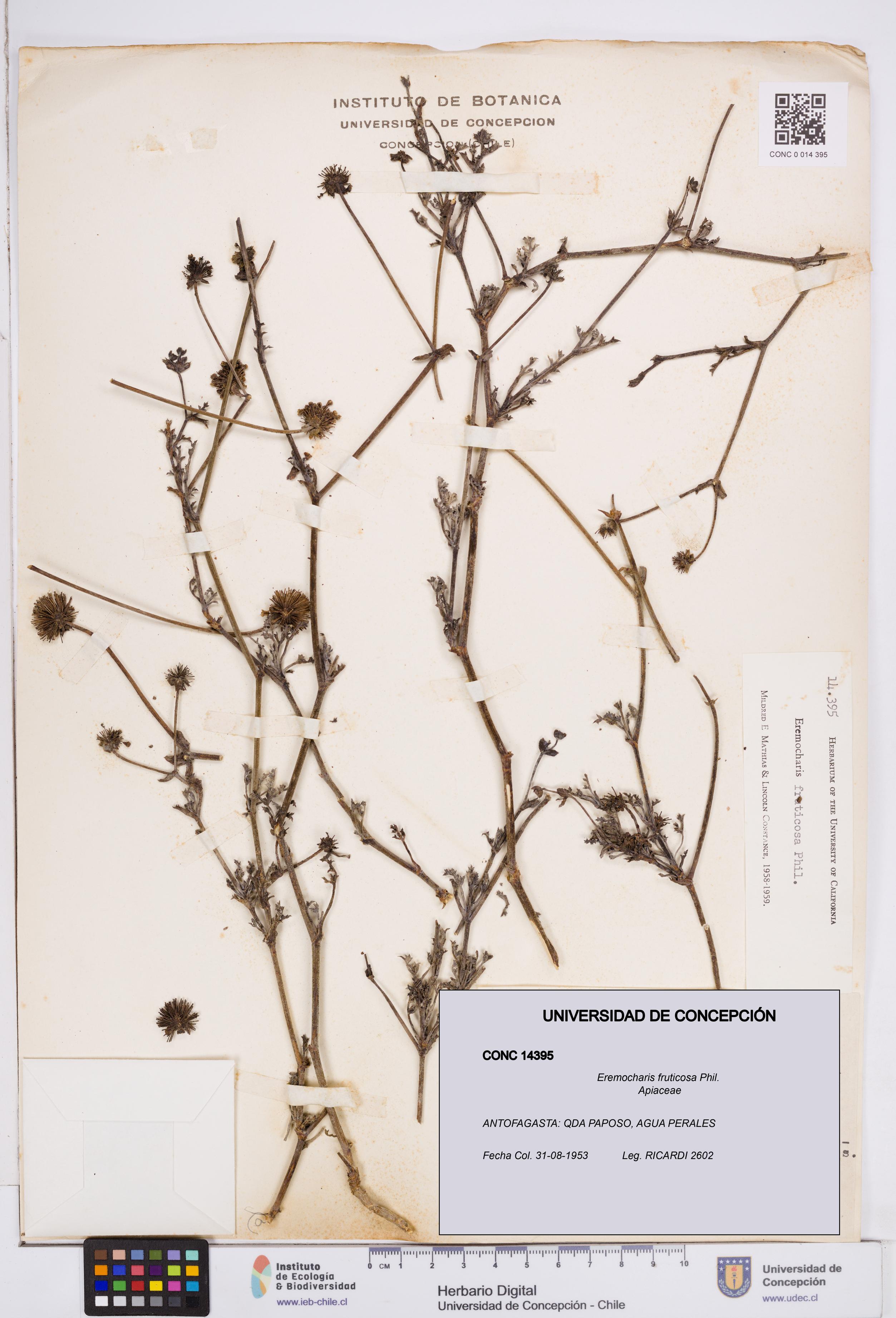 Eremocharis fruticosa [Espécimen: ]