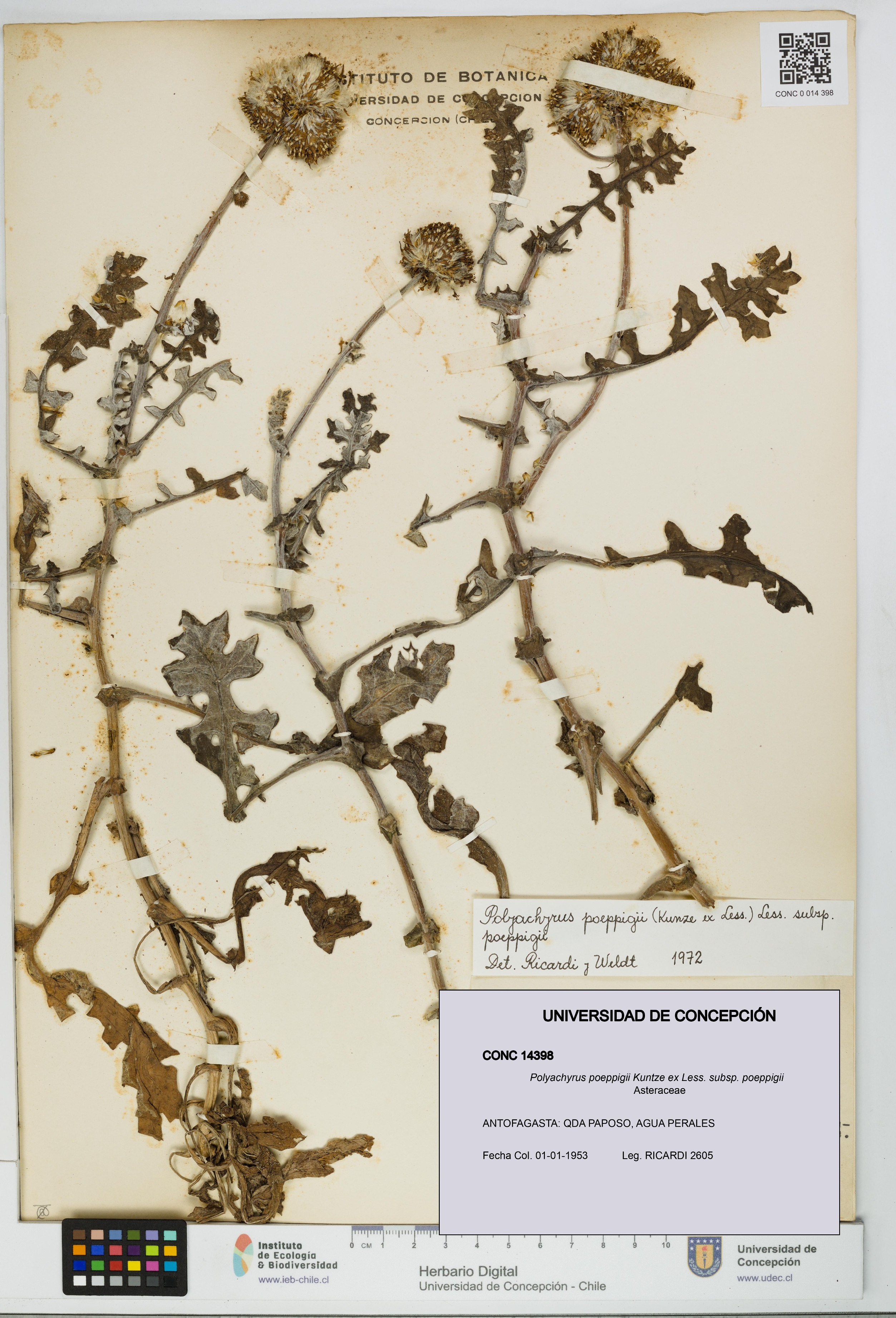 Polyachyrus poeppigii [Espécimen: UDEC:CONC:0014398]
