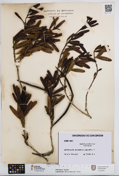 Skytanthus acutus [Espécimen: UDEC:CONC:0014411]