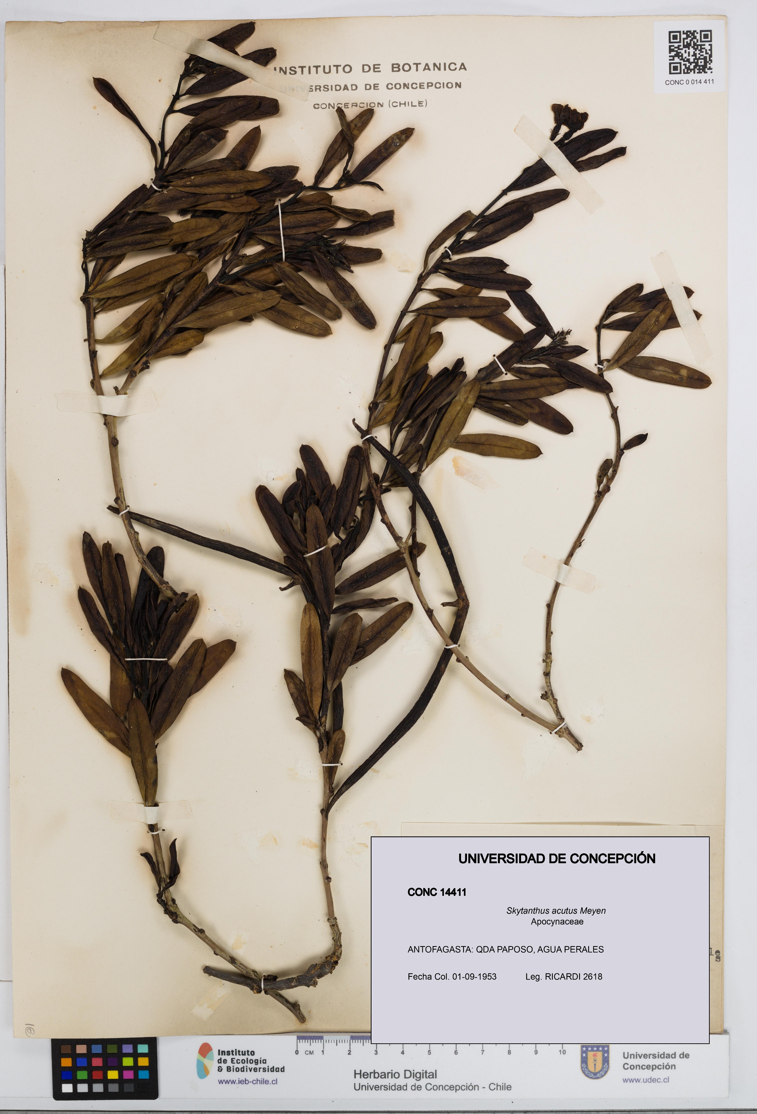 Skytanthus acutus [Espécimen: UDEC:CONC:0014411]