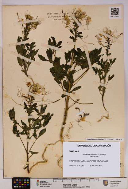 Incacleome chilensis [Espécimen: UDEC:CONC:0014415]