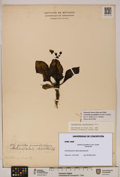 Cistanthe grandiflora [Espécimen: UDEC:CONC:0014423]